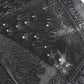 Alien Venom Printed Pants